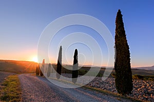 Cypress trees road in Tuscany, Italy at sunrise. Val d'Orcia