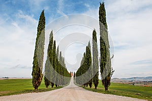 Cypress trees row and road in tuscan landscape, Tuscany, Italy