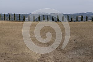 Cypress trees rows and copy space with blue sky, Tuscany, Italy, Europe