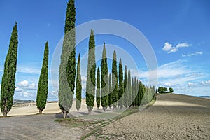 Cypress Trees rows on road