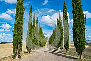 Cypress Trees rows on road