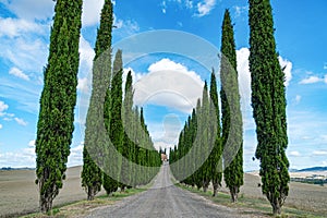 Cypress Trees rows and a white road rural landscape