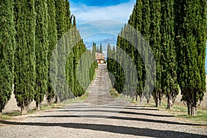Cypress Trees rows and a white road rural landscape. Tuscany, Italy
