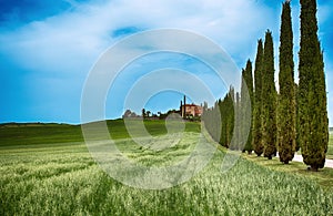 Cypress Trees rows and a white road, rural landscape in val d Orcia land near Siena, Tuscany, Italy.