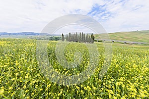 Cypress Trees in San Quirico d'Orcia Tuscany