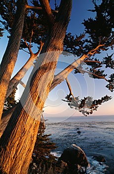 Cypress Trees on Shore