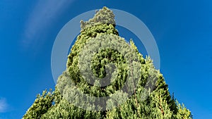 Cypress Trees on the sky background. View from the bottom. Sochi, Russia