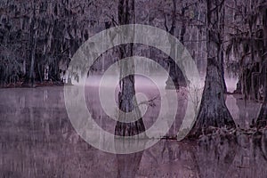 Cypress Trees at Sunrise, Caddo Lake