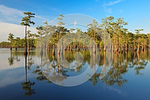 Cypress Trees in the swamp