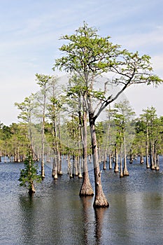 Cypress trees in swamp