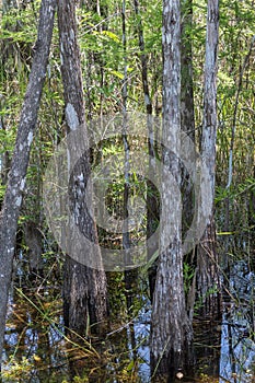Cypress Trees, Swamp, Big Cypress National Preserve, Florida
