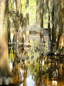 Cypress Trees in Swamp with Exposed Knees