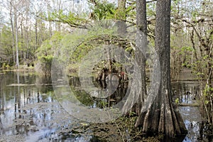 Cypress Trees On Swamp At Slough Preserve