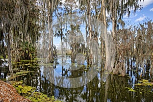 Cypress Trees In Swamps, With Spanish Moss