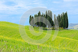 Cypress trees in Tuscany