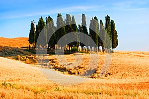 Cypress trees in Tuscany