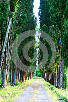 Cypress trees in Tuscany