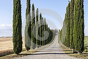 Cypress trees in Tuscany countryside