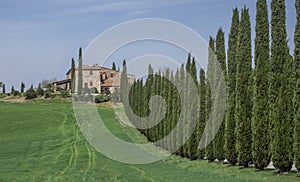 Cypress trees in the Tuscany landscape Italy