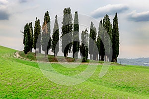 Cypress trees in Tuscany