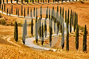 Cypress trees valley Orcia Tuscany landscape Italy landmark