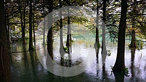 Cypress Trees in Water.