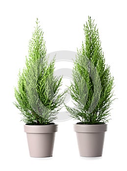 Cypress trees on white background