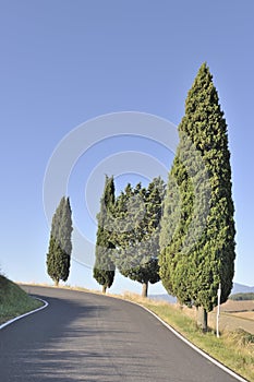 Cypress trees on winding country road