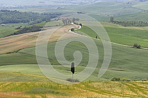 Cypress trees and winding road to villa near Pienza, Tuscany, Italy