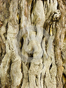 Cypress trunk