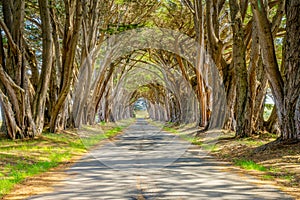 Cypress Tunnel at Point Reyes