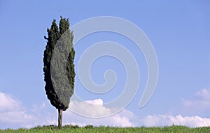 Cypress in Tuscany Italy