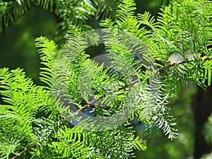 Cypress twig on a summer day photo