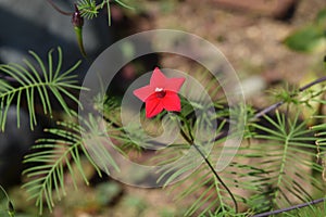 Cypress vine