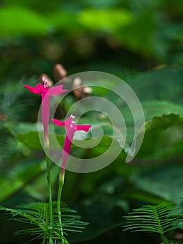 Cypress vine