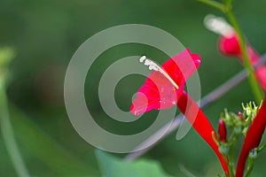 Cypress vine flower, Red, Ipomoea quamoclit or Ganesh Vel