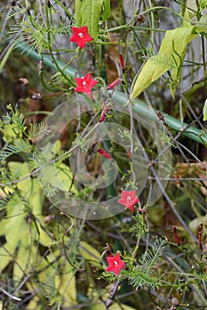 Cypress vine