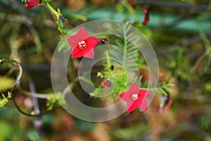 Cypress vine