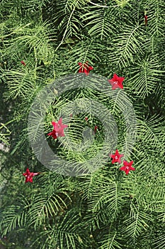 Cypress vine plants