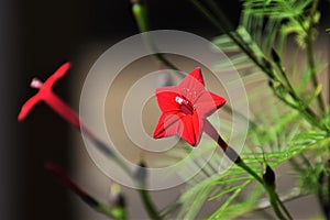 Cypress vine