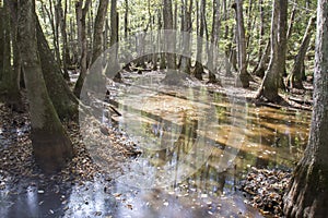 Cypress and watre tupelo swamp photo