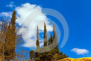 Cypresses and acacias against the blue spring sky