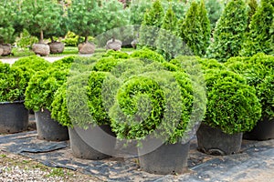 Cypresses plants in pots on nursery photo