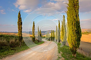 Cypresses Trees and ground road, morning sky - Tuscany