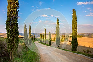 Cypresses Trees and ground road - Tuscany rural