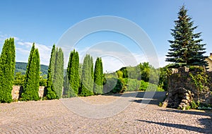 Cypresses trees by the wall in pawed yard