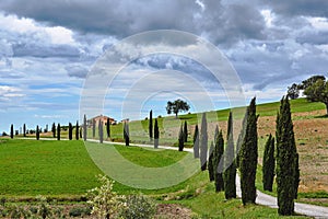 Cypresses on the way to a rural house on a hill