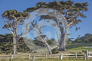 CypressTrees along 17 Mile Drive near Fanshell Overlook California