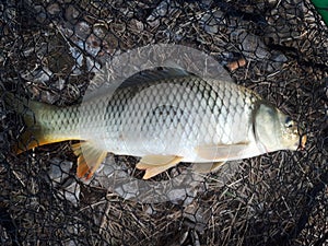 Cyprinus carpio