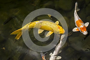 Cyprinus carpio